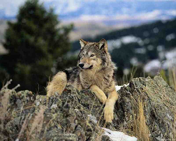 волк лежит на скале