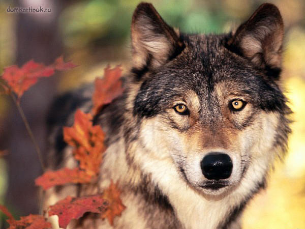 картинки с волками, волчицы и волчата