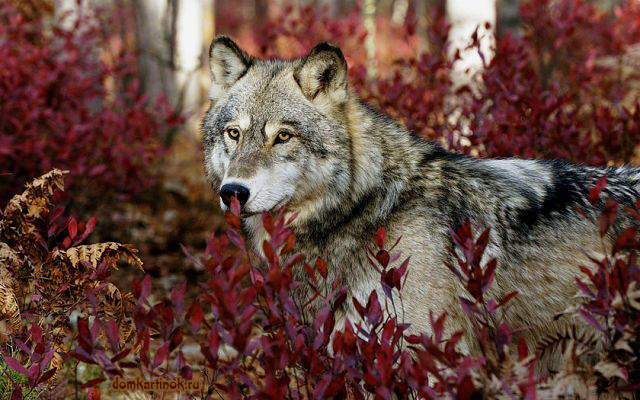 волк в лесу среди травы