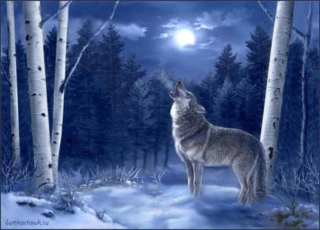 зима, волк, лес