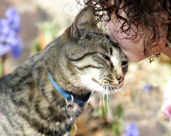 животные Коты и кошки