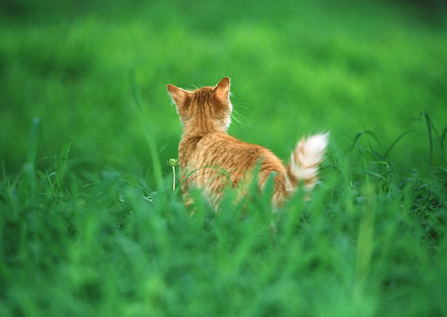 животные Коты и кошки