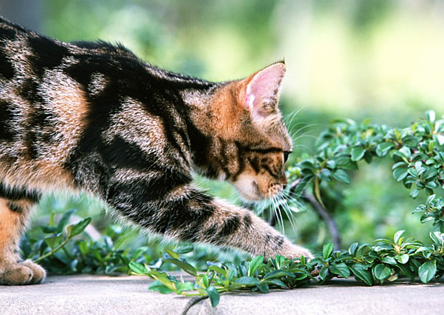 животные Коты и кошки