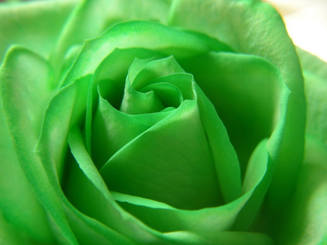 цветы Зелёная роза