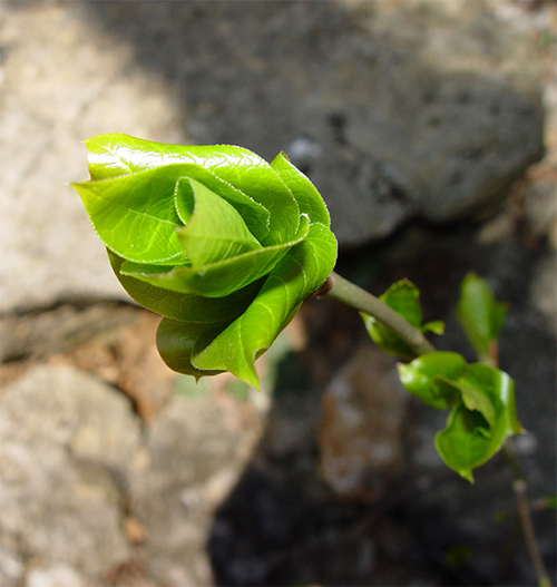 цветы Зелёная роза