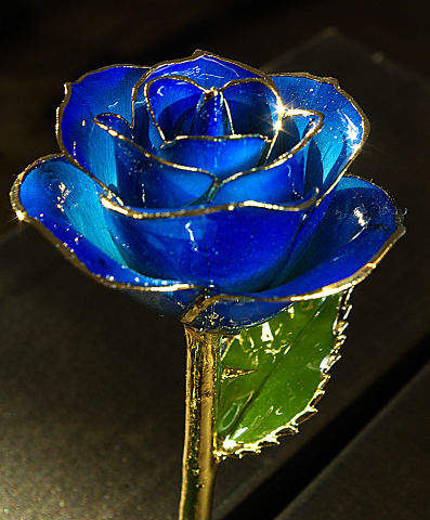 цветы Синяя роза